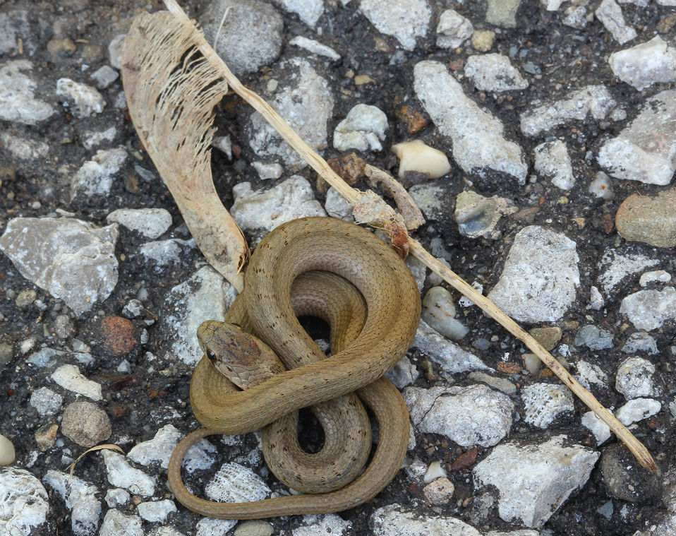 DeKay's Brown Snake
